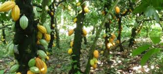 Nigeria’s cocoa market value nears $25b